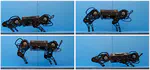 Co-designing versatile quadruped robots for dynamic and energy-efficient motions
